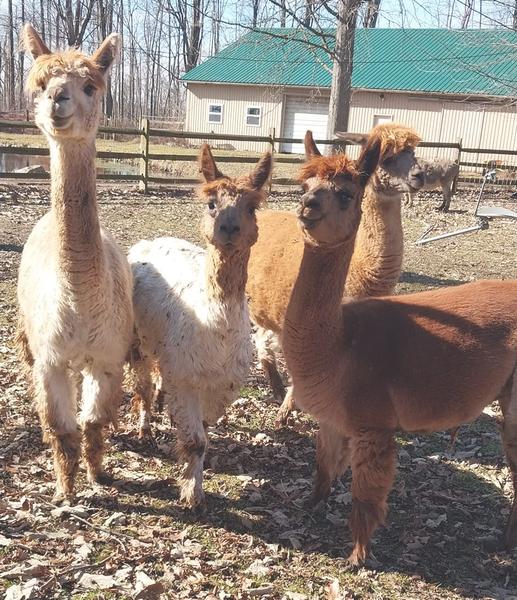Alpacas
